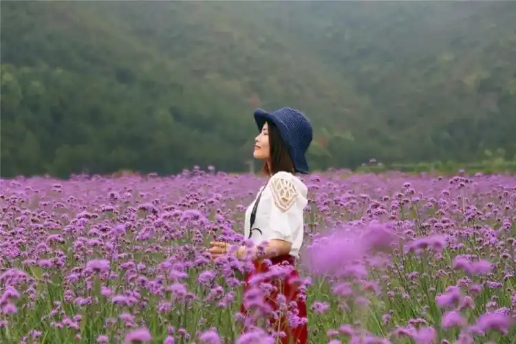 白塔200多亩的马鞭草竞相开放一大片紫色花海等你来免费