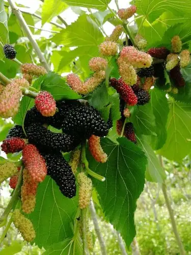 其它 好吃的桑葚果熟了… 进入采摘园的第一感觉就是大,桑葚树非常多.