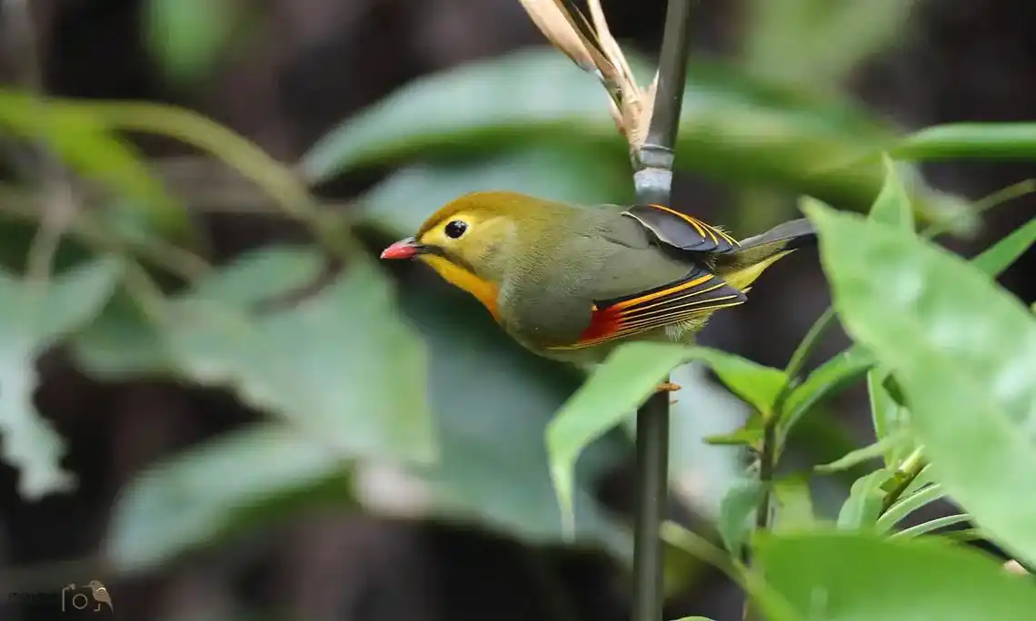 红嘴相思鸟 红嘴相思鸟(学名:leiothrix lutea - 抖音