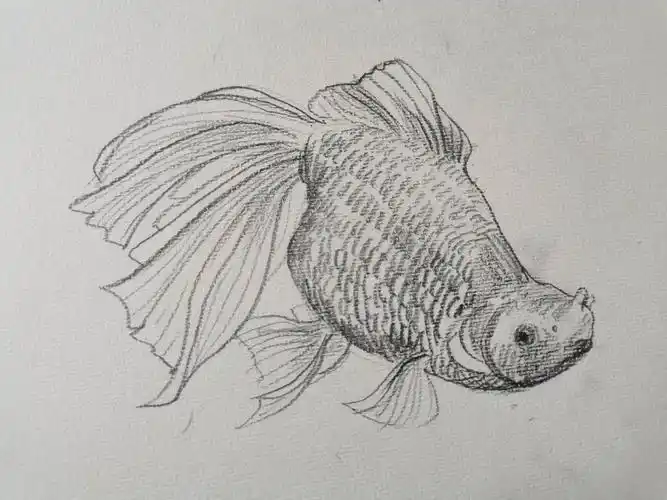 速写金鱼 - 美篇