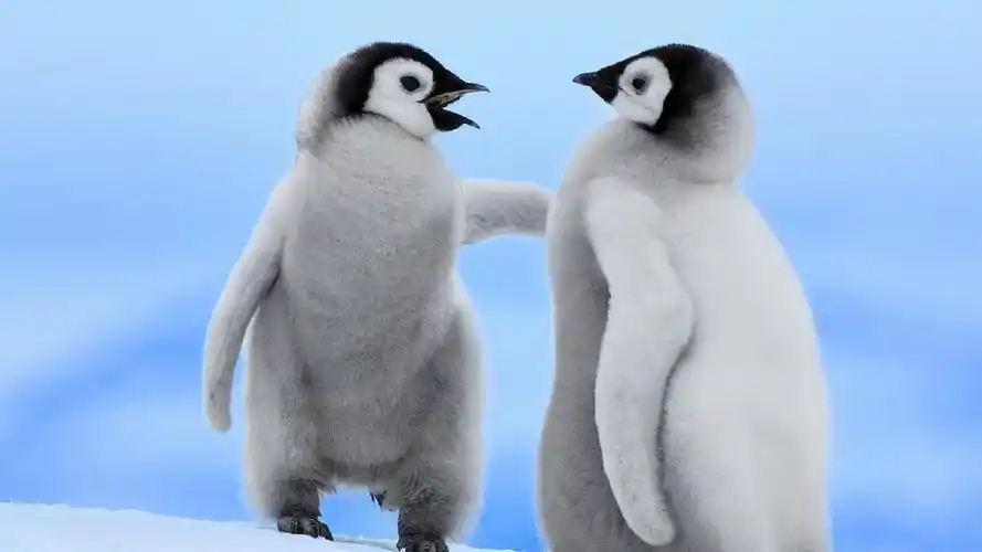 超可爱的南极企鹅动物摄影桌面壁纸图片