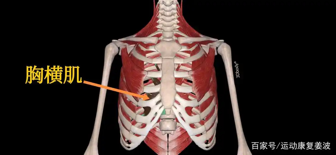 胸横肌;重要的呼气肌,也是保护心脏的重要肌肉