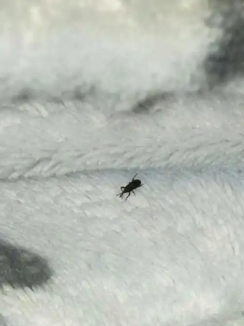 59 分钟前   最佳答案 这是米象,幼虫蛀食大米,挂面等粮食,用杀虫剂