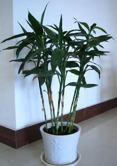 富贵竹能晒太阳吗富贵竹种植前景及利润