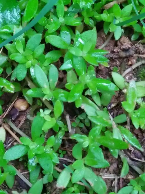 金钟花,木犀科叶一半有锯齿鸡眼草,豆科小枝上有向下倒挂的白色细毛