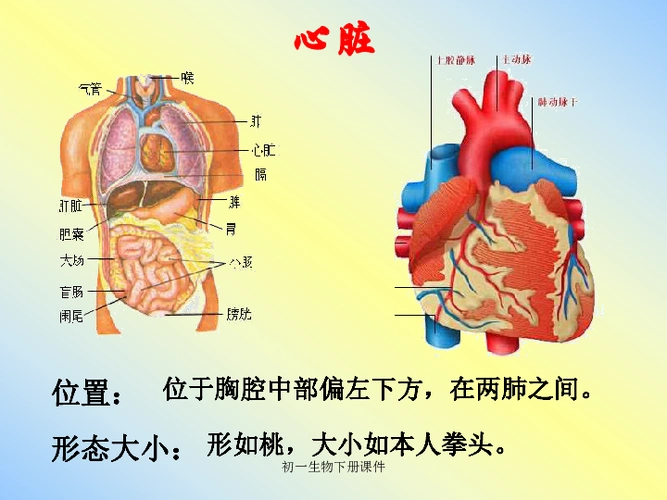 生物圈中的人 第四章 人体内物质的运输 第三节 输送血液的泵——心脏