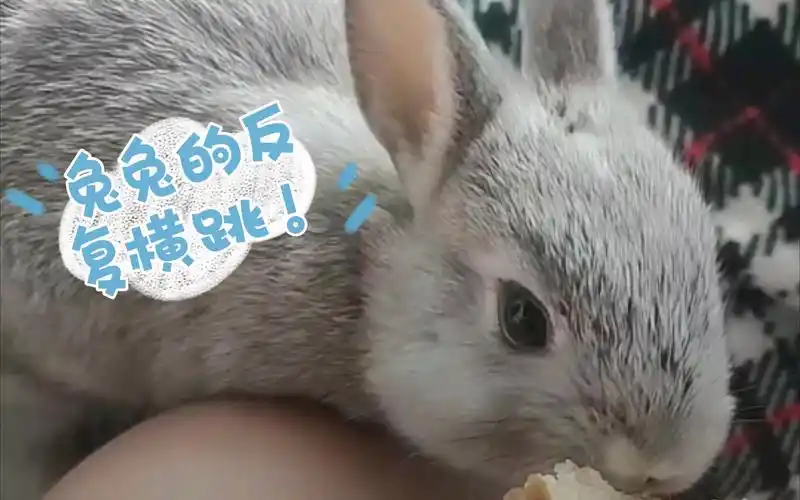 紫菜蛋花兔第一次吃面包反复横跳地试探