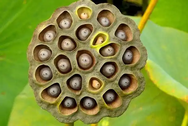 密集恐惧症是怎么回事?有科学依据吗?