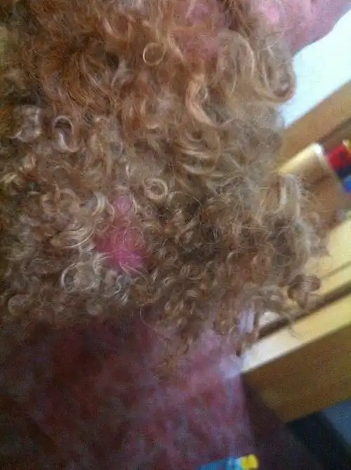 狗狗便秘,肛门红肿