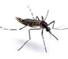 大劣按蚊