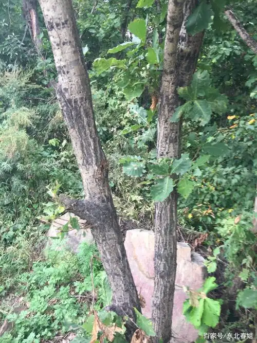 百度爱采购首页 商品专题_柞树 优质回答 这种树叫柞树,黑色的外皮上