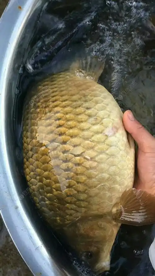 这鲫鱼是我钓过的最大鲫鱼,这鱼安逸