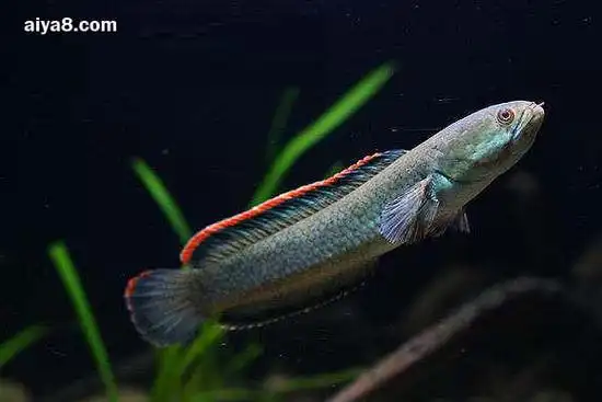 彩虹雷龙鱼怎么养