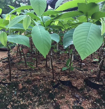 [释迦苗批发]释迦苗价格3.80元/棵 - 一亩田