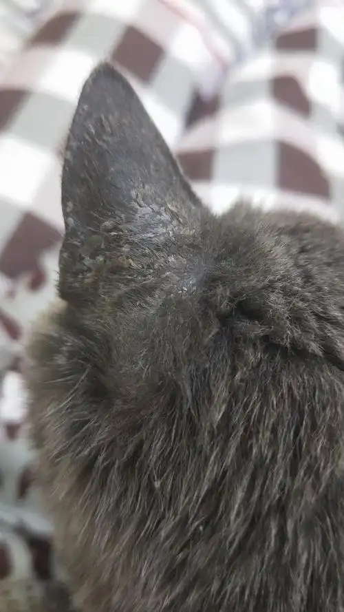 【讨论】猫咪耳朵是猫藓么