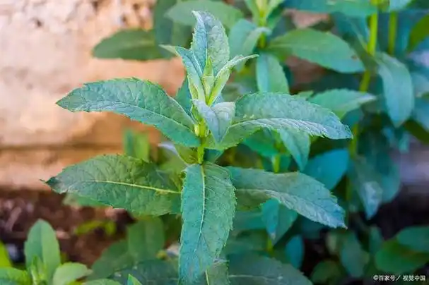 探秘花旗参植物:功效与栽培方法探秘花旗参植物