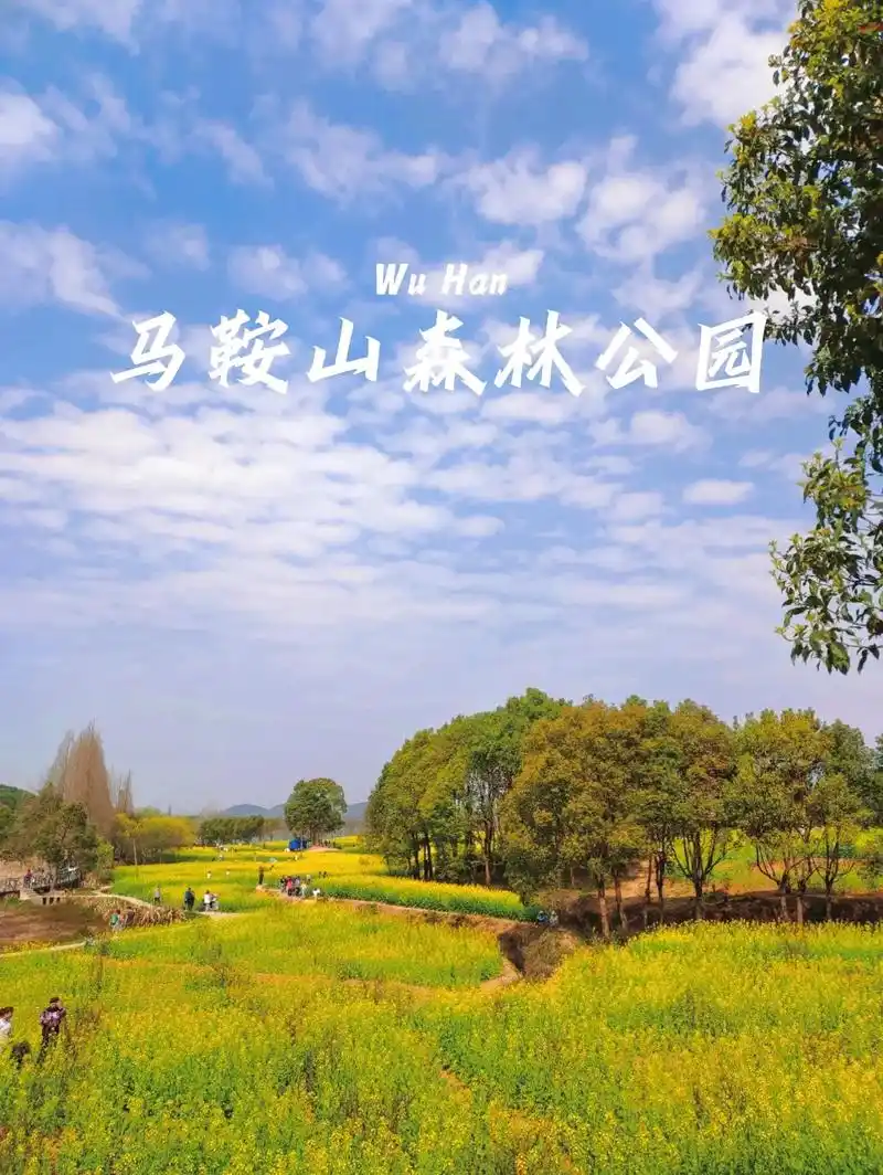 马鞍山森林公园宝藏油菜花海