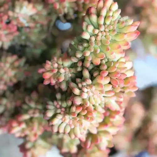 八千代缀化简直是小山重叠金明灭的感觉小香草爆满了崽果真农家的大