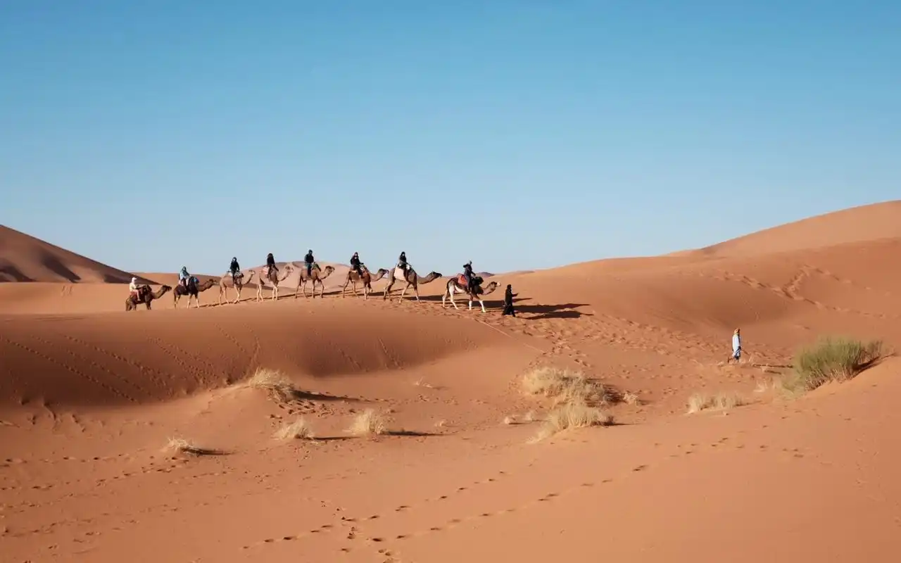 沙漠行走的骆驼