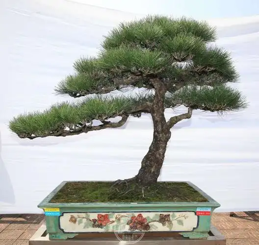 金奖作品亮相——"圃江古韵"2018黄圃镇盆景精品展