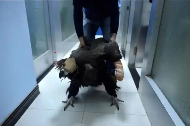 13年沈阳男子救助中毒秃鹫三次放生都以失败告终后来怎么样了