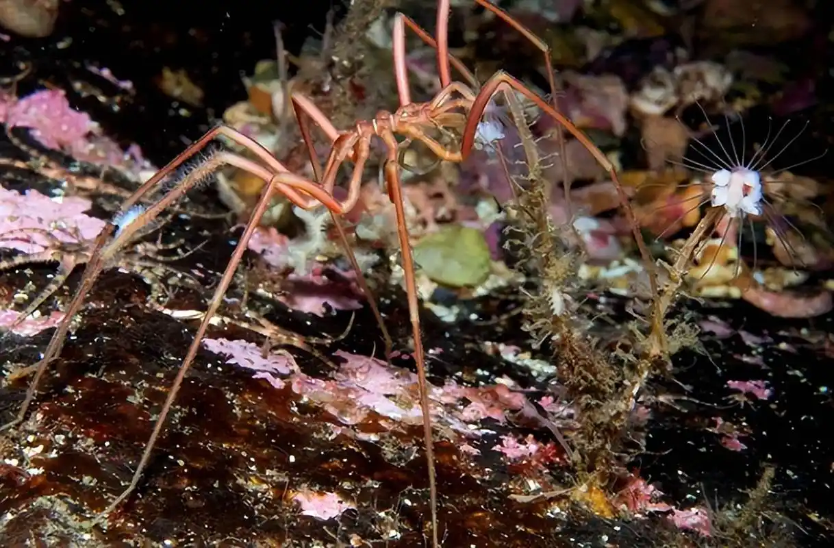 原创海蜘蛛用5亿年亲身证明了这一道理只要足够废物就没天敌