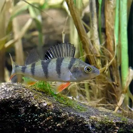 黑龙江特产五道黑鱼批发五道黑鱼分布地区价格黑龙江河鲈鱼多钱一斤