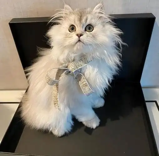 "金吉拉猫"有几种颜色?