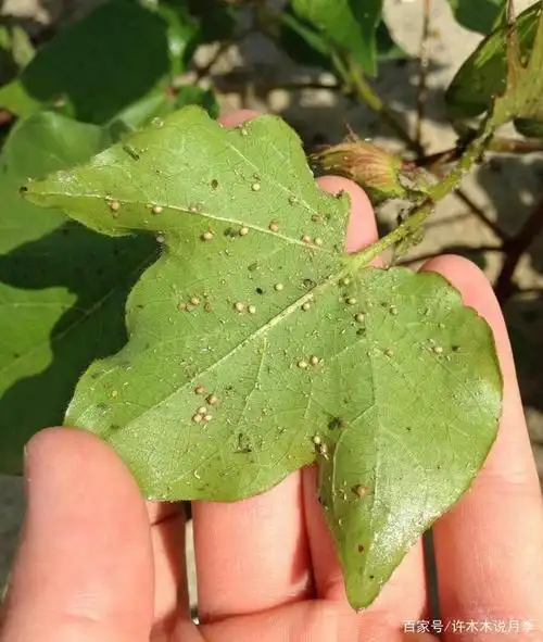 月季叶螨怎么才能消灭?牢记这几招,再也不怕红蜘蛛泛滥了