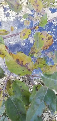 苹果树,这样的的病害,是什么病害. 怎么治理.