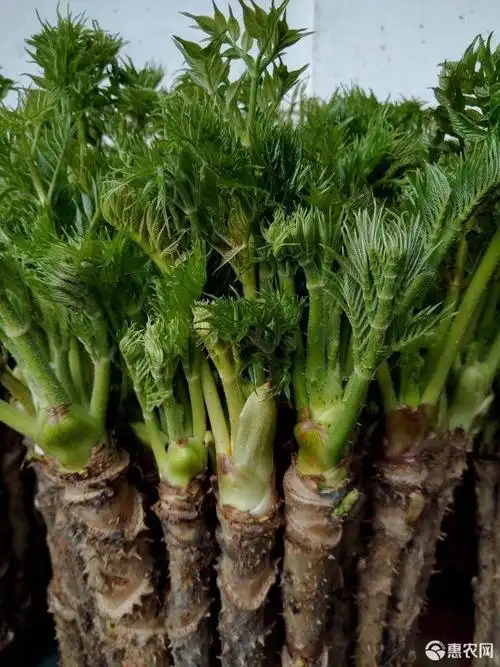 刺老芽 反季刺嫩芽山菜,纯绿色无公害,山泉水浇灌,让您食之无忧