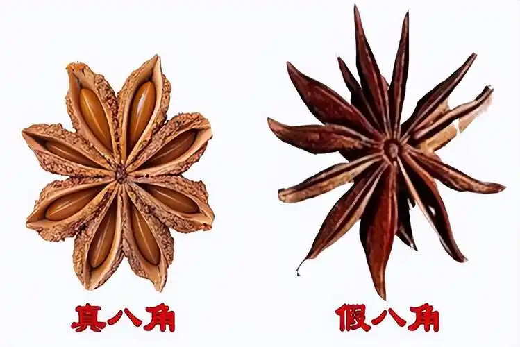 回顾八角还有假货如何区分真八角和假八角