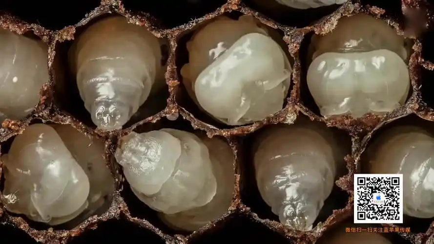 美国一摄影师记录蜜蜂出生后21天成长历程