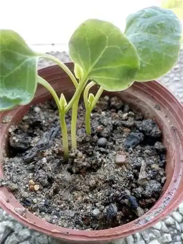 种子掉地上就能长的花3岁小孩都能养活