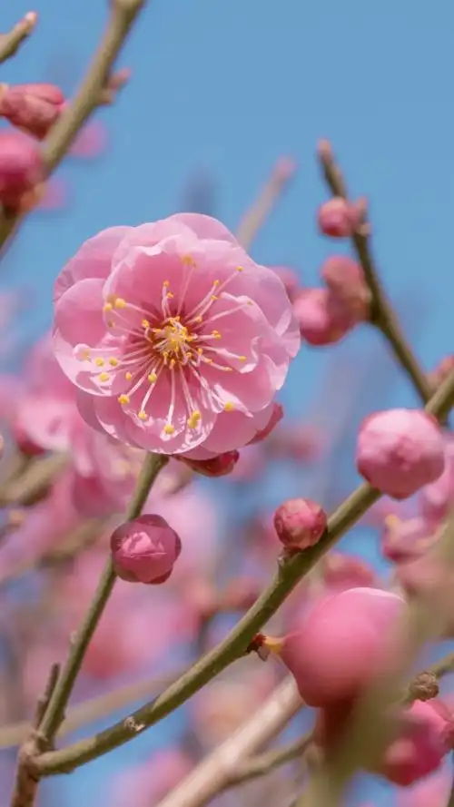 惊艳整个春天的青科壁纸来啦!_花朵