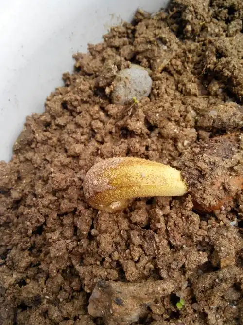 榴莲成功发芽啦!天晴得刚刚好,让你见见阳光吧!