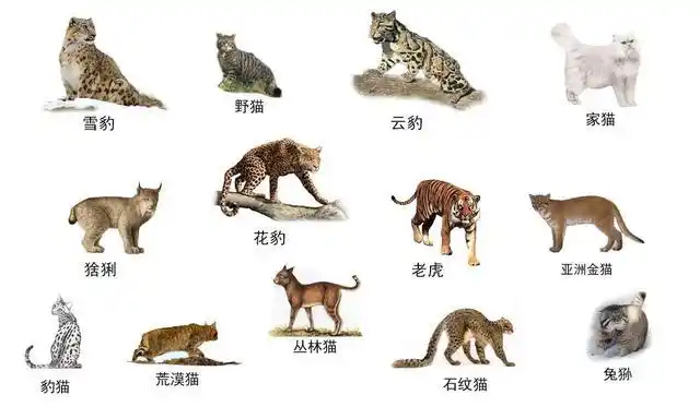 中国猫科动物大全
