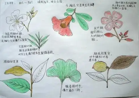 多肉植物的自然笔记手抄报读书笔记手抄报