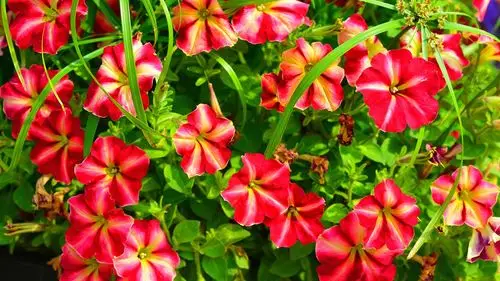 喇叭花,红色的花 壁纸 - 1600x900