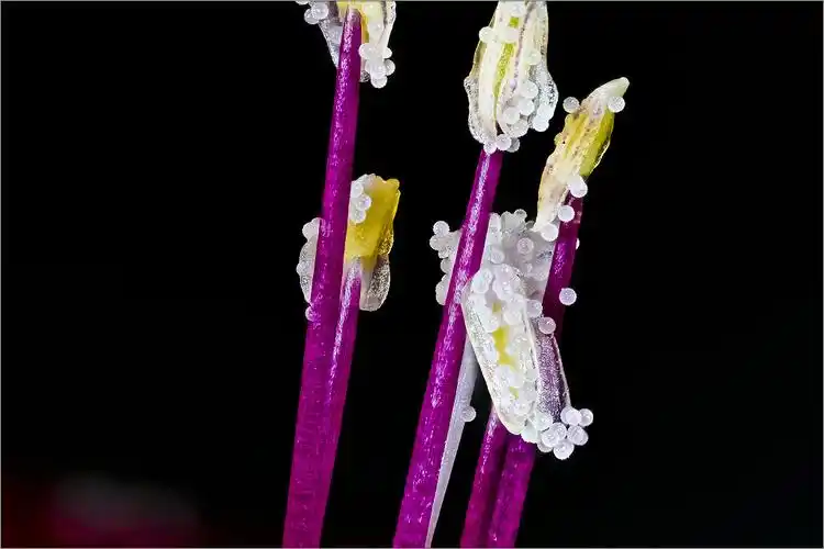 微小世界——茑萝花蕊上的花粉粒