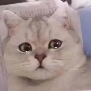 表情包  #表情包分享  #可爱表情包  #猫猫  #头像分享  #可爱眠滗