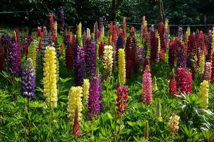 鲁冰花,母亲花 ——玉渊潭公园首届鲁冰花展