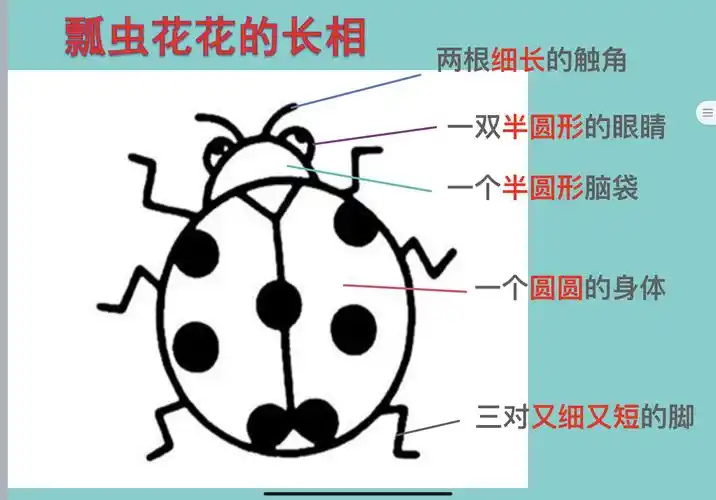 1.首先,让我们来了解一下瓢虫的身体结构.