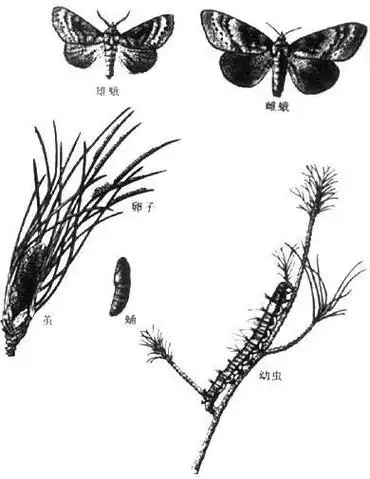 松毛虫卵简笔画