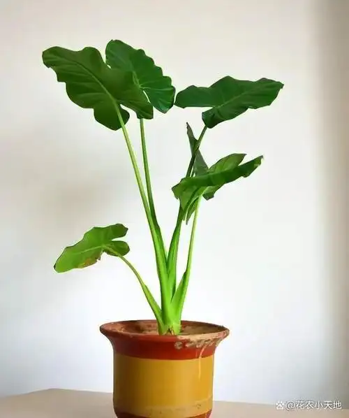 滴水观音的毒性有多大 家养滴水观音的注意事项你不可忽视