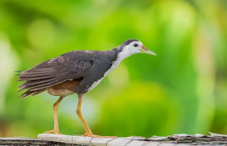 白胸苦恶鸟(2017#006)