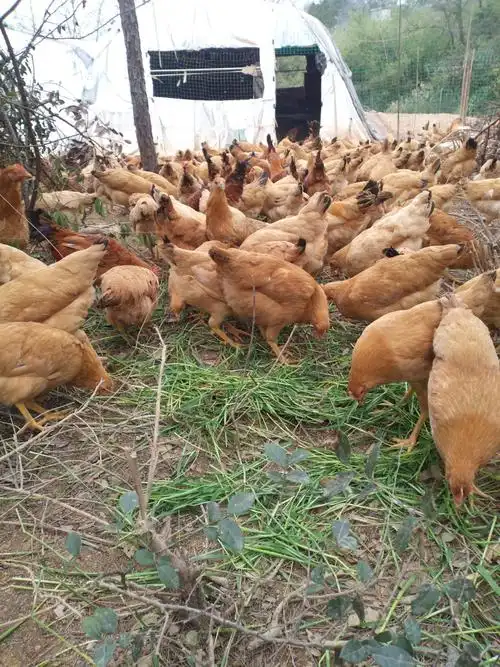 山林散养土鸡,玉米,米糠,*外找食长大.月子专用老母鸡