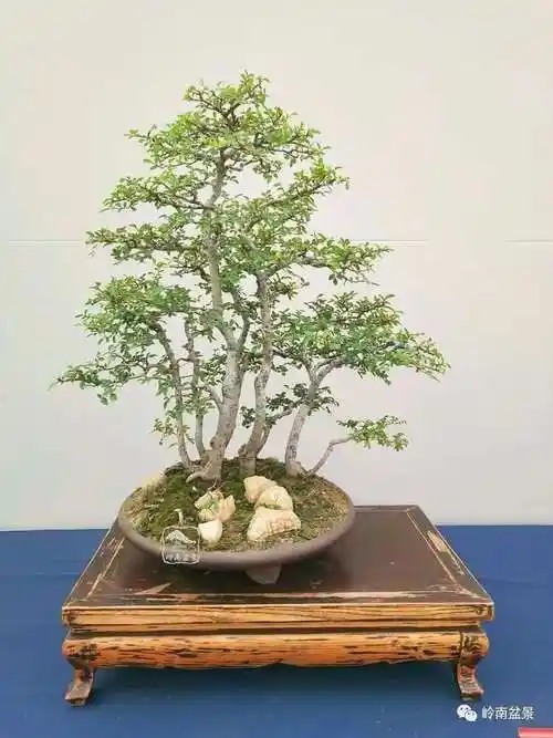 来自:>寒山壹翁>《盆景鉴赏>750_1000竖版 竖屏