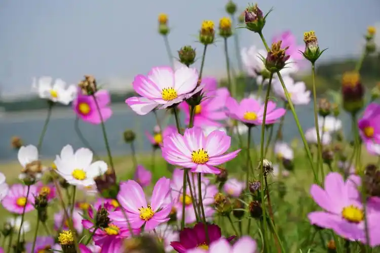 传说格桑花由格桑活佛变成,可以给人们带来吉祥,藏族人民称其为吉祥花