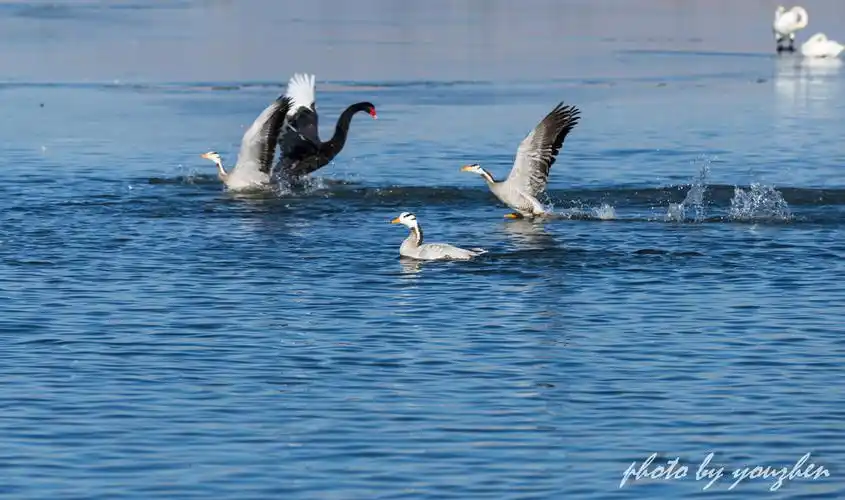 冬日暖阳天鹅戏水